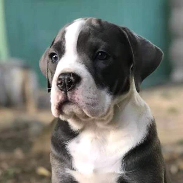 /images/uploads/juneau animal rescue/alaskapets2020/entries/14835thumb.jpg